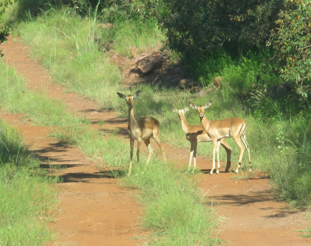 Kingdom 18 welcoming committee